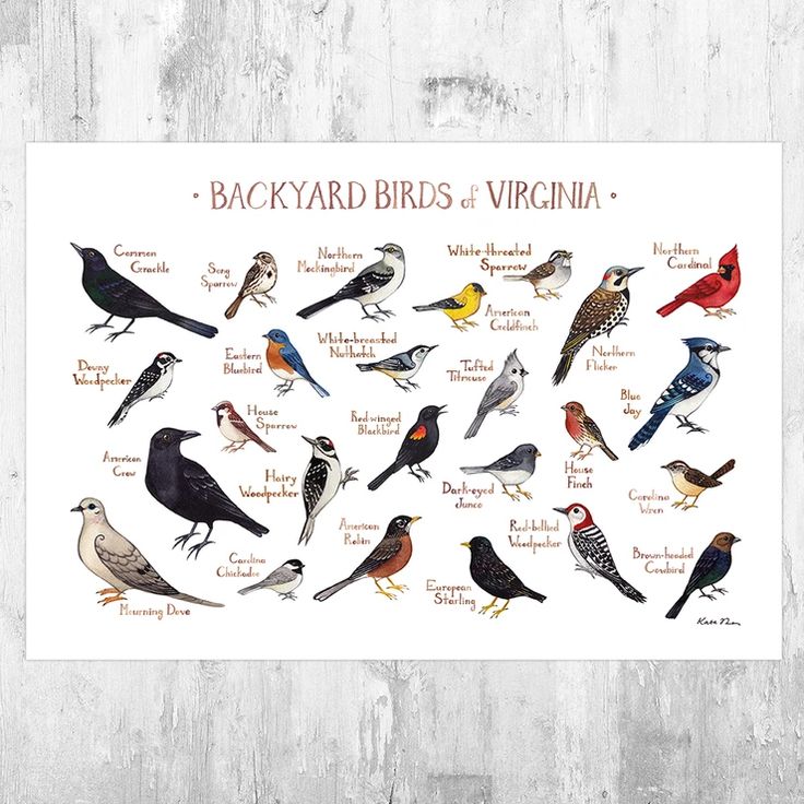 Virginia Field Guide Art Prints – Birds & Butterflies of Virginia