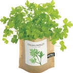 Cilantro