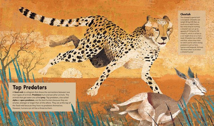 Barefoot Books ~ Incredible Animals - Hardcover