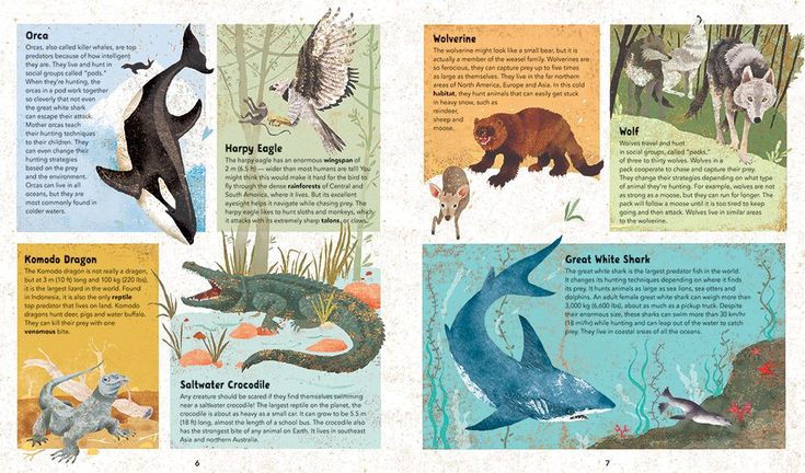 Barefoot Books ~ Incredible Animals - Hardcover
