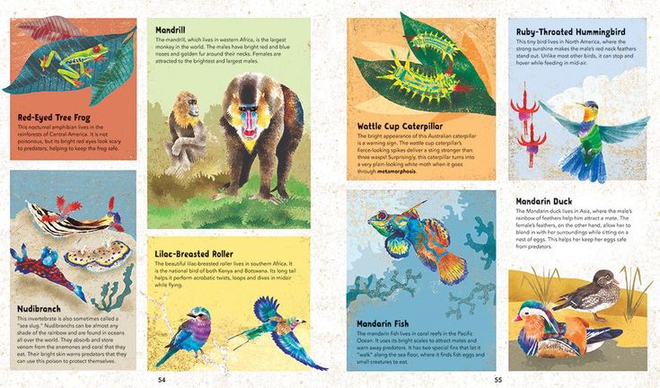 Barefoot Books ~ Incredible Animals - Hardcover