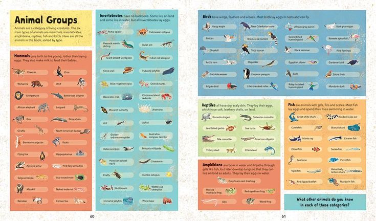 Barefoot Books ~ Incredible Animals - Hardcover