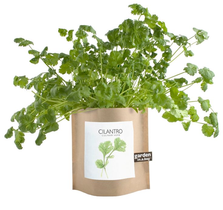 Garden in a Bag – Herbs & Flowers
