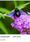 Abeille Charpentiere