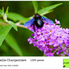 Abeille Charpentiere
