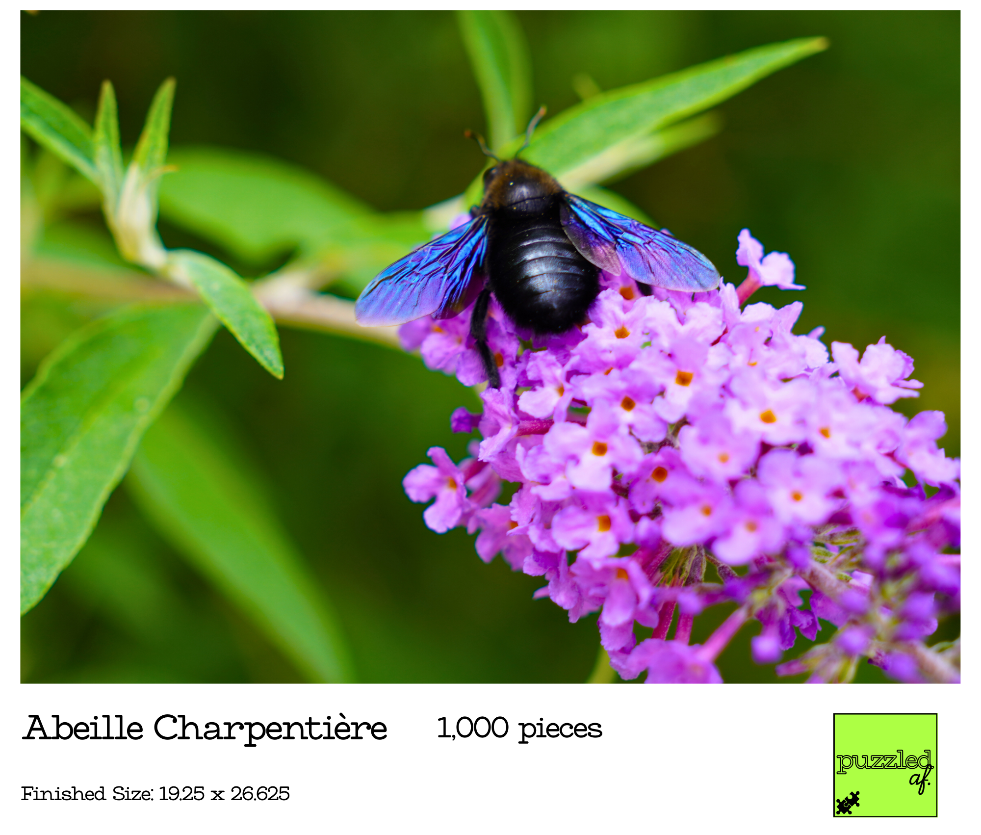 1,000-Piece Leesburg Puzzle Collection by Puzzled AF