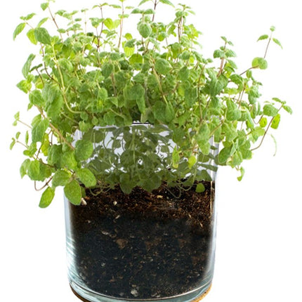 Peppermint Culinary Garden