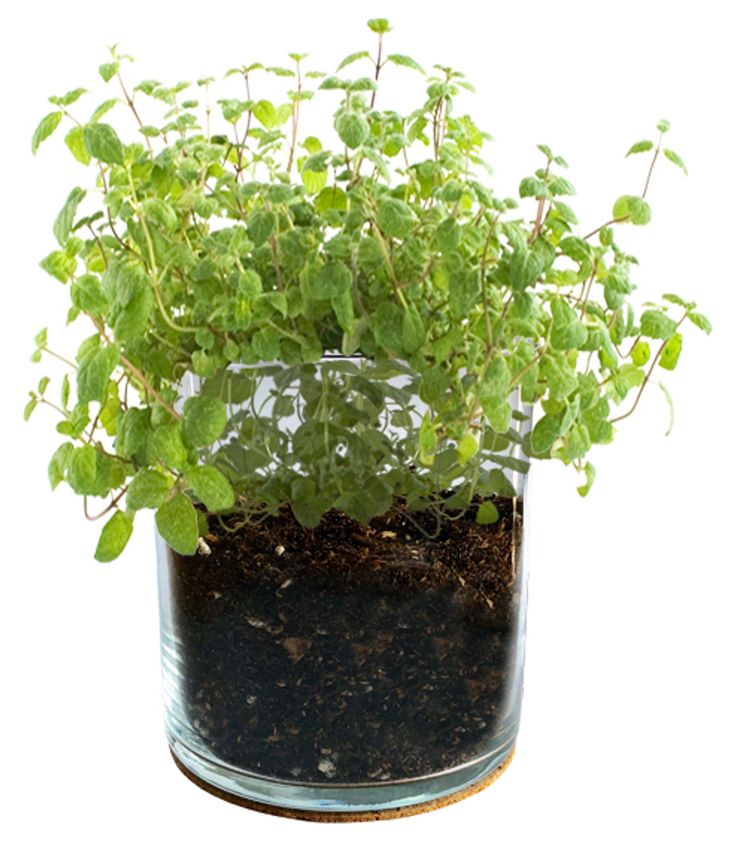 Peppermint Culinary Garden