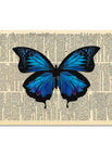 Blue Indigo Butterfly