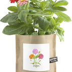 Mom - Zinnias