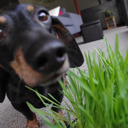 Garden Sprinkles | Dog Grass