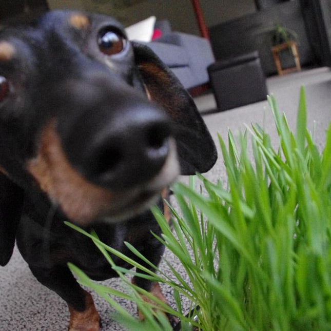 Garden Sprinkles | Dog Grass