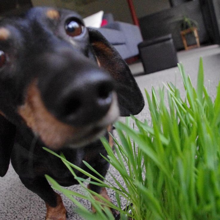Garden Sprinkles | Dog Grass