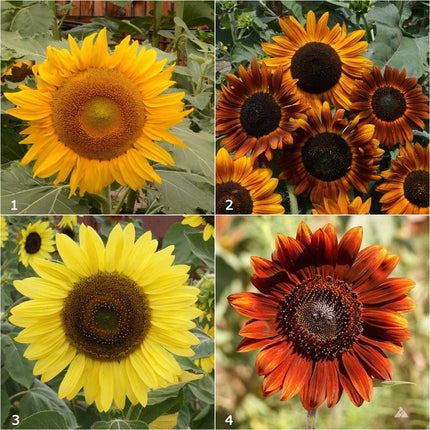 Garden Sprinkles | Mini Sunflowers