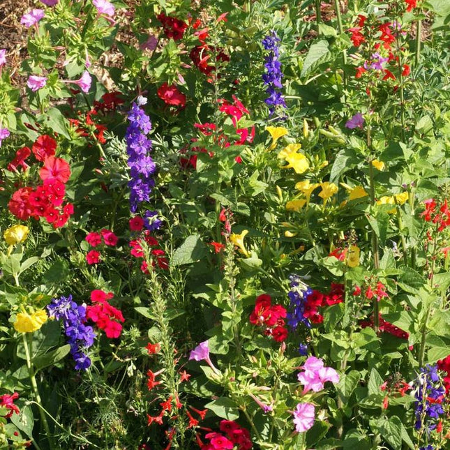 Garden Sprinkles | Hummingbird