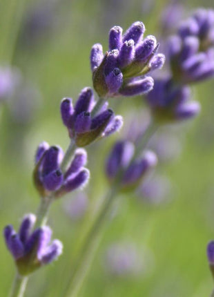 Garden Sprinkles | Lavender