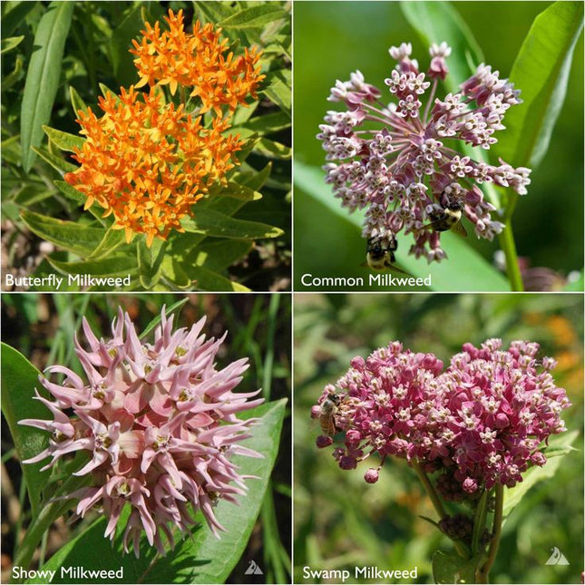 Garden Sprinkles | Monarch Milkweed