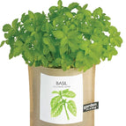 Basil