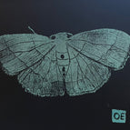 Moth