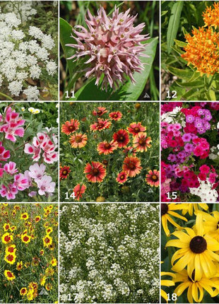 Kids Scatter Garden | Butterfly Habitat