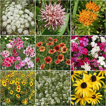 Kids Scatter Garden | Butterfly Habitat