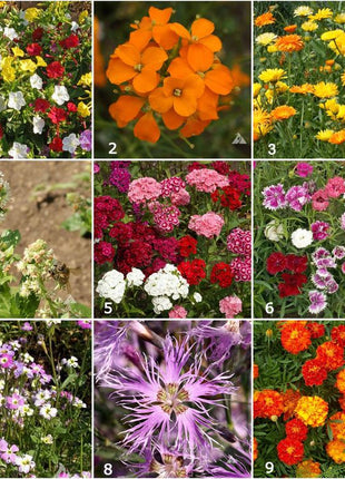 Scatter Garden | Fragrant Flower
