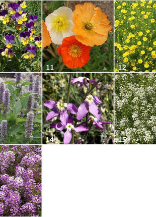 Scatter Garden | Fragrant Flower