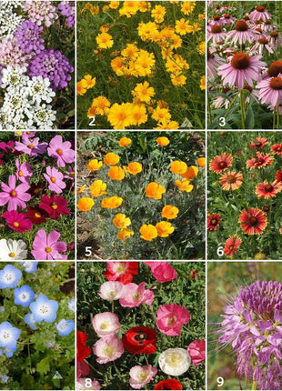 Scatter Garden | Honeybee