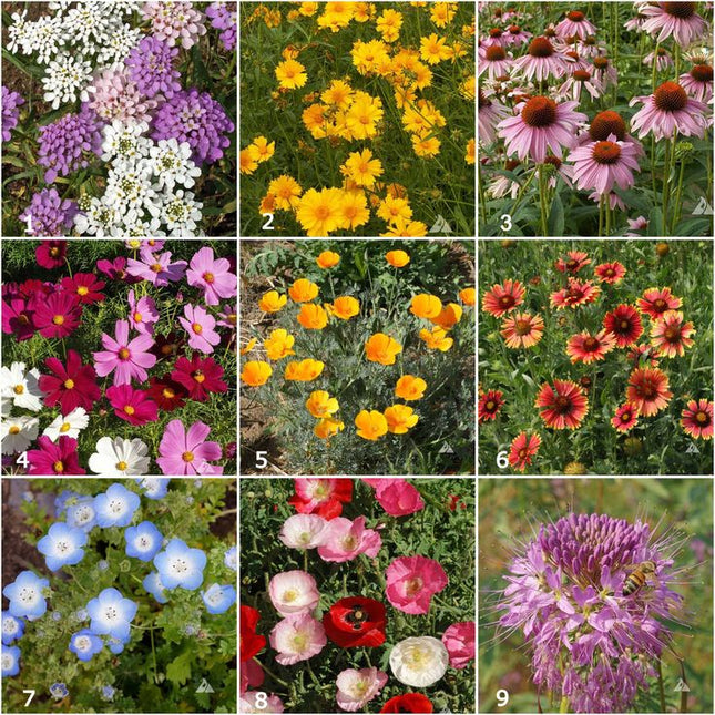 Scatter Garden | Honeybee