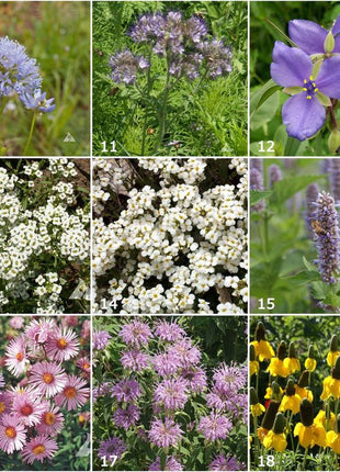 Scatter Garden | Honeybee