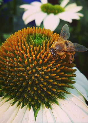 Scatter Garden | Honeybee