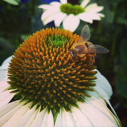 Scatter Garden | Honeybee