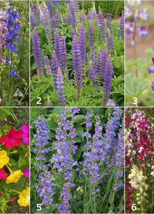 Scatter Garden | Hummingbird