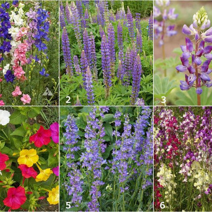 Scatter Garden | Hummingbird
