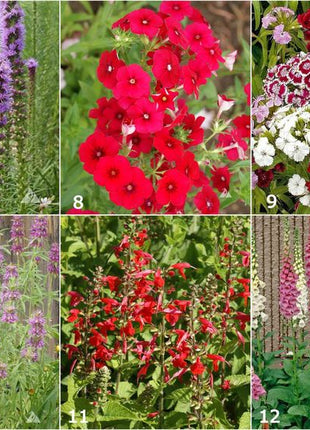 Scatter Garden | Hummingbird