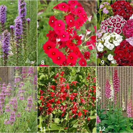 Scatter Garden | Hummingbird