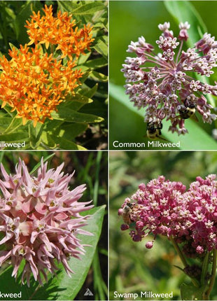 Scatter Garden | Monarch