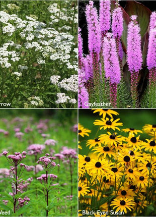 Scatter Garden | Monarch