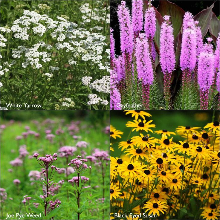 Scatter Garden | Monarch