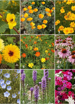 Scatter Garden | Songbird