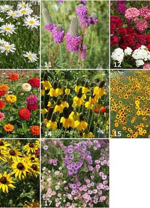 Scatter Garden | Songbird