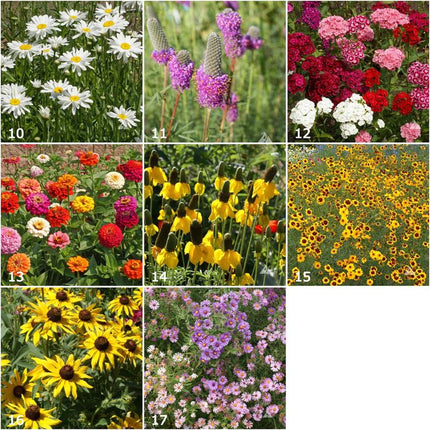 Scatter Garden | Songbird