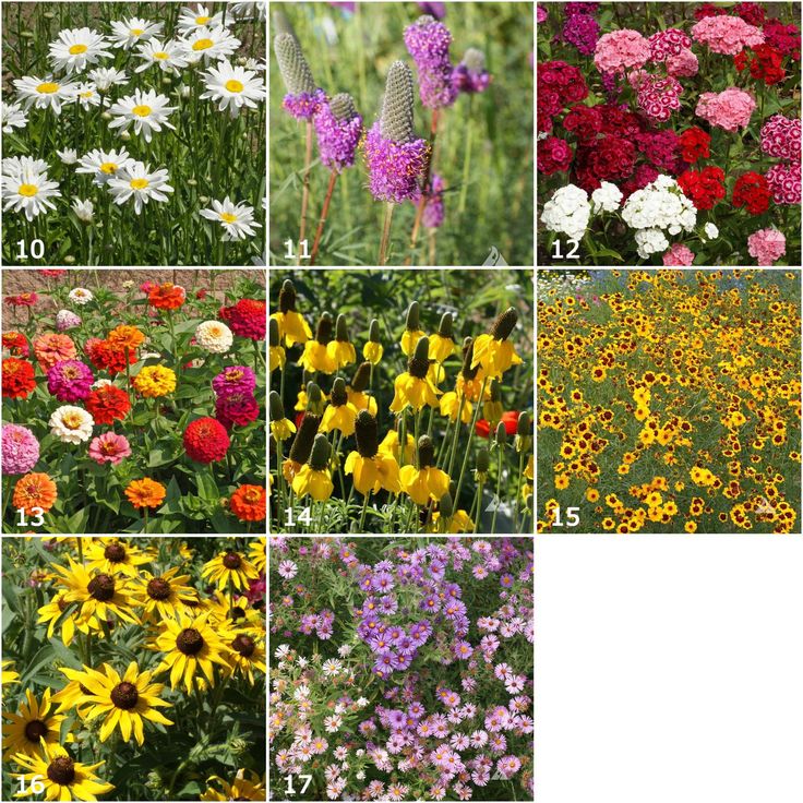 Scatter Garden | Songbird