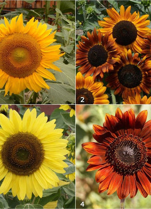 Scatter Garden | Van Gogh Sunflowers