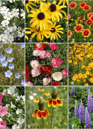 Scatter Garden | Wildflower