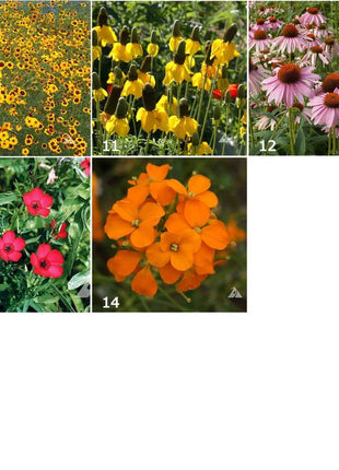 Scatter Garden | Wildflower