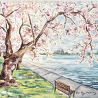 Tidal Basin Cherry Blossoms 5x7