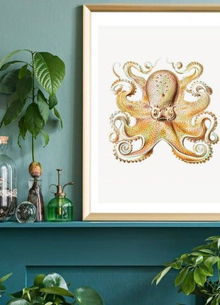 Vintage Octopus Illustration Print ~ Ernst Haeckel