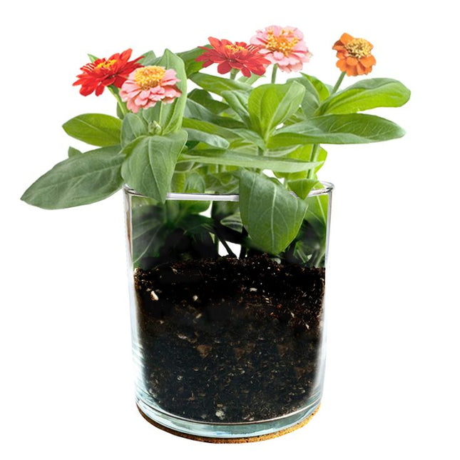 Zinnia Flower Garden