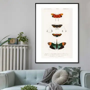 Vintage Butterfly Diagram Antique Print